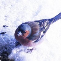 Зяблик прилетел :: Людмила Смородинская