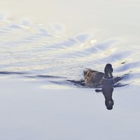 На озере :: Сергей Швечков