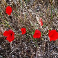 Мармарис  июнь   Турция :: Елена Шаламова