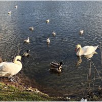 ******** :: Валерия Комова