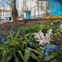 А у нас во дворе :: юрий поляков А у нас во дворе :: юрий поляков