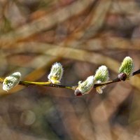 С Вербным Воскресеньем!❤️ :: Светлана 