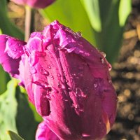 Тюльпан :: Giant Tao /