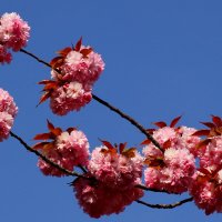 Цветёт апрель :: Юрий. Шмаков