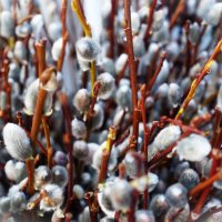 С Вербным Воскресеньем! :: Aida10 