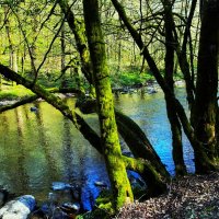 Первая зелень около речки :: Aida10 Первая зелень около речки :: Aida10