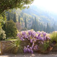 пора Глицинии :: Светлана Баталий