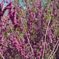 Весна в Китае :: Ирэн 