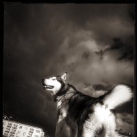 Ярик. :: leff Postnov