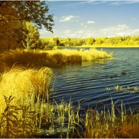 Инфракрасное лето ( фильтр 590нм ) :: Валентин Котляров