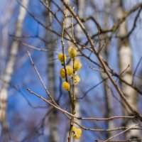 Палитра апреля... :: Владимир Жданов