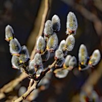 13 апреля :: краснов юрий 