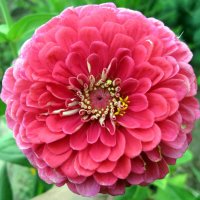 Ещё одна циния. :: Ирина ***