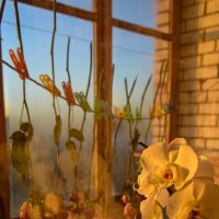 Цветы маленькой Иды :: Татьяна Аникина