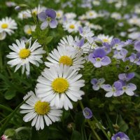 В мире цветов так тепло и прохладно... :: Галина 