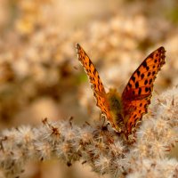 опять про бабочек 8 :: Александр Прокудин