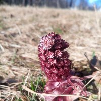 Белокопытник :: Сапсан Белокопытник :: Сапсан