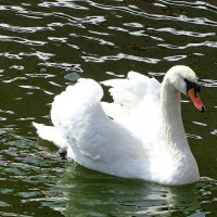 Лебедь городского сада :: Милешкин Владимир Алексеевич Лебедь городского сада :: Милешкин Владимир Алексеевич