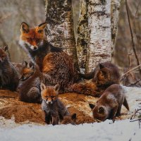 7 Я лис :: Ольга 7 Я лис :: Ольга