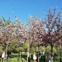 ЧЕРЕШНЕВЫЙ САД. АПРЕЛЬ 2025 :: Tata Wolf