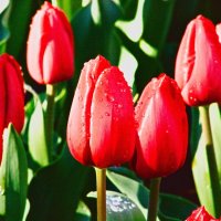 красный тюльпаны :: Giant Tao /