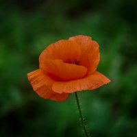 Мак :: Игорь Сикорский