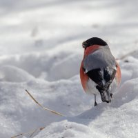 Снегирь. :: Виктор Иванович Чернюк Снегирь. :: Виктор Иванович Чернюк