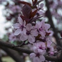 Опять весна :: Валентин Семчишин