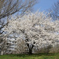 Апрельское цветение :: Рита Симонова