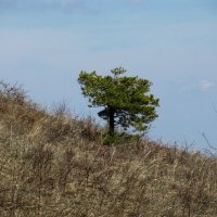 Хвалынский нацпарк :: Елена Шаламова Хвалынский нацпарк :: Елена Шаламова