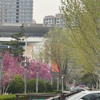 Весна в Китае :: Ирэн 