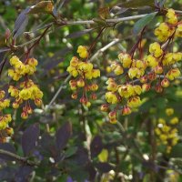 Барбарис :: Freddy 97