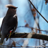 Свиристель. :: Владимир Безбородов Свиристель. :: Владимир Безбородов
