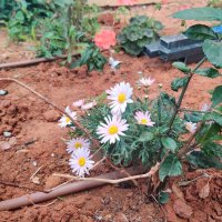 Хризантема кустарниковая.. Цветы у нашего подъезде :: Светлана Хращевская Хризантема кустарниковая.. Цветы у нашего подъезде :: Светлана Хращевская