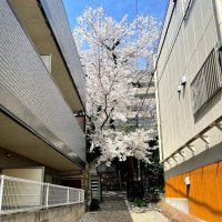 В Токио :: Елена 