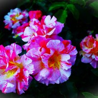 Пёстрые молодые розочки ботанического сада :: Aida10 Пёстрые молодые розочки ботанического сада :: Aida10