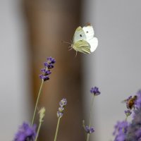 Тест Canon EF 100-400 :: Андрей Lyz