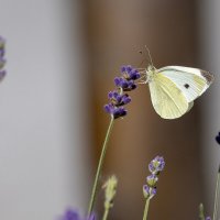 Тест Canon EF 100-400 :: Андрей Lyz Тест Canon EF 100-400 :: Андрей Lyz