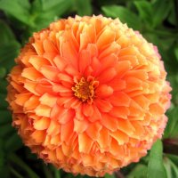 Оранжевое чудо! :: Ирина *** Оранжевое чудо! :: Ирина ***