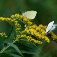 опять про бабочек 11 :: Александр Прокудин опять про бабочек 11 :: Александр Прокудин