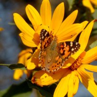 опять про бабочек 15 :: Александр Прокудин опять про бабочек 15 :: Александр Прокудин