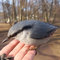 Поползень :: Сапсан 