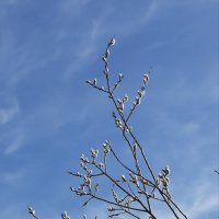 Вербное воскресенье :: Наталья Герасимова