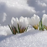 Апрельская белоснежность :: Ирина Баскакова Апрельская белоснежность :: Ирина Баскакова