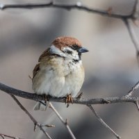 В ожидании весны. :: Виктор Иванович Чернюк