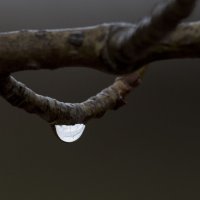 Макро :: Пасечник 