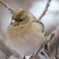 Самка зяблика :: Лина 