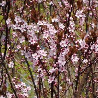 Апрельское цветение :: Рита Симонова Апрельское цветение :: Рита Симонова