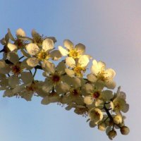 Черёмухи белая гроздь. :: nadyasilyuk Вознюк Черёмухи белая гроздь. :: nadyasilyuk Вознюк