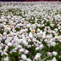 Цветущий май 2024-го. :: nadyasilyuk Вознюк